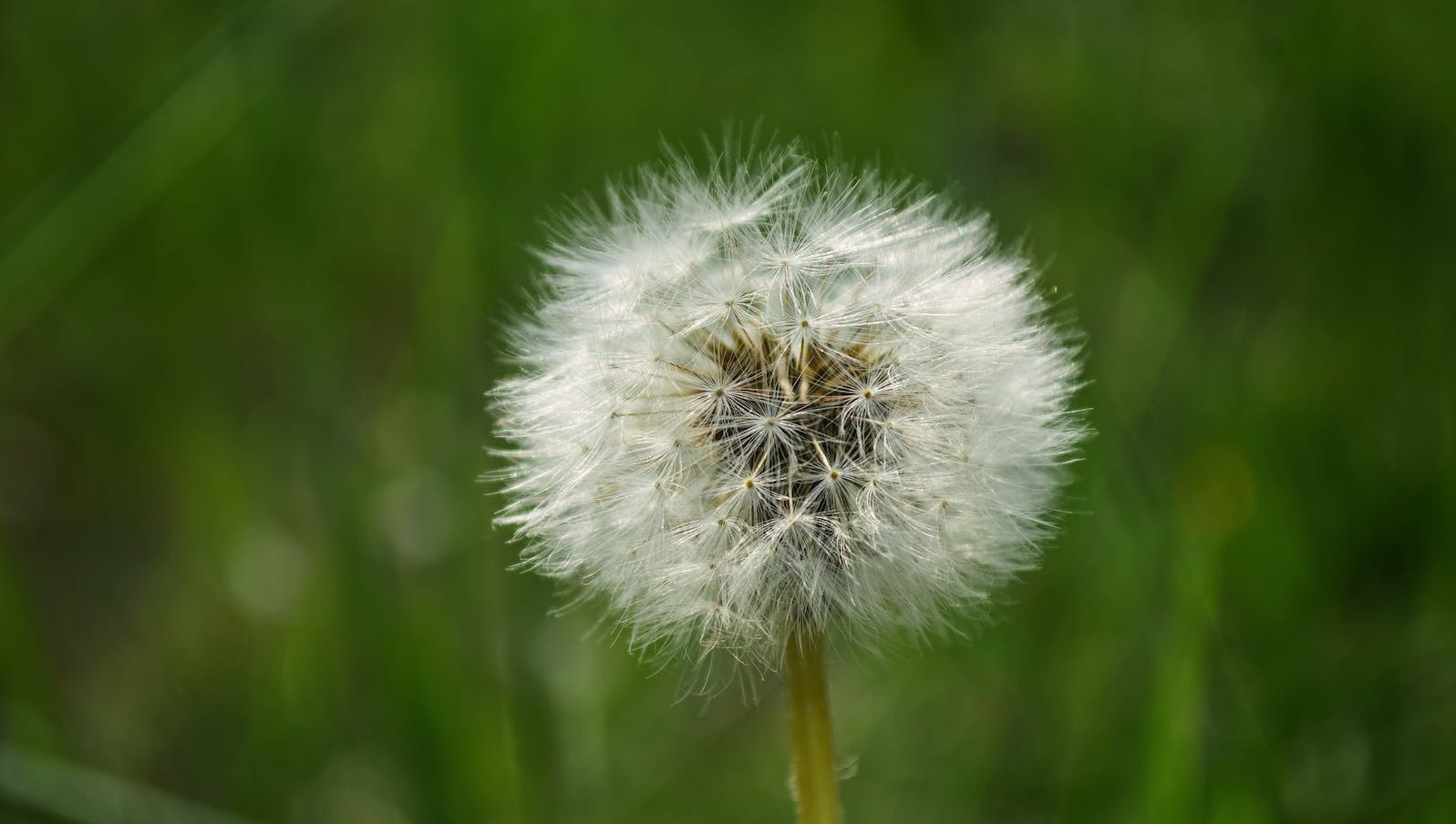 A white dandelion in the foreground with green plants in the background