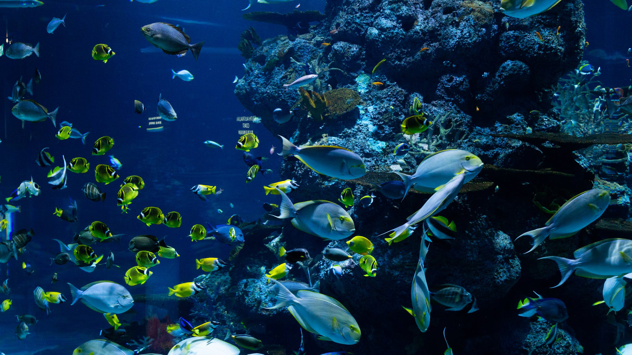 Fish swimming in the deep blue ocean showing an ecosystem
