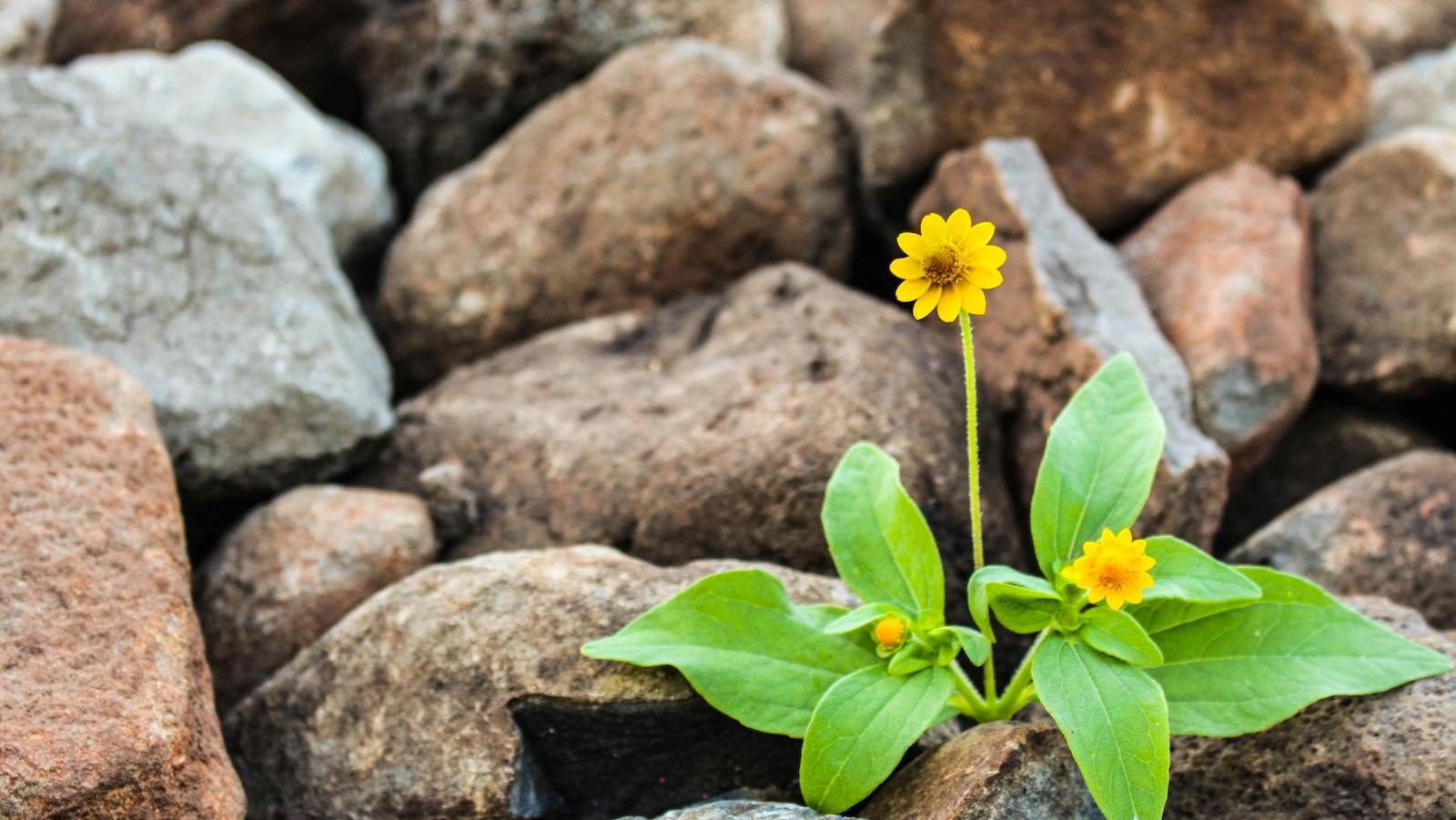 Two Yellow Flowers Surrounded by Rocks