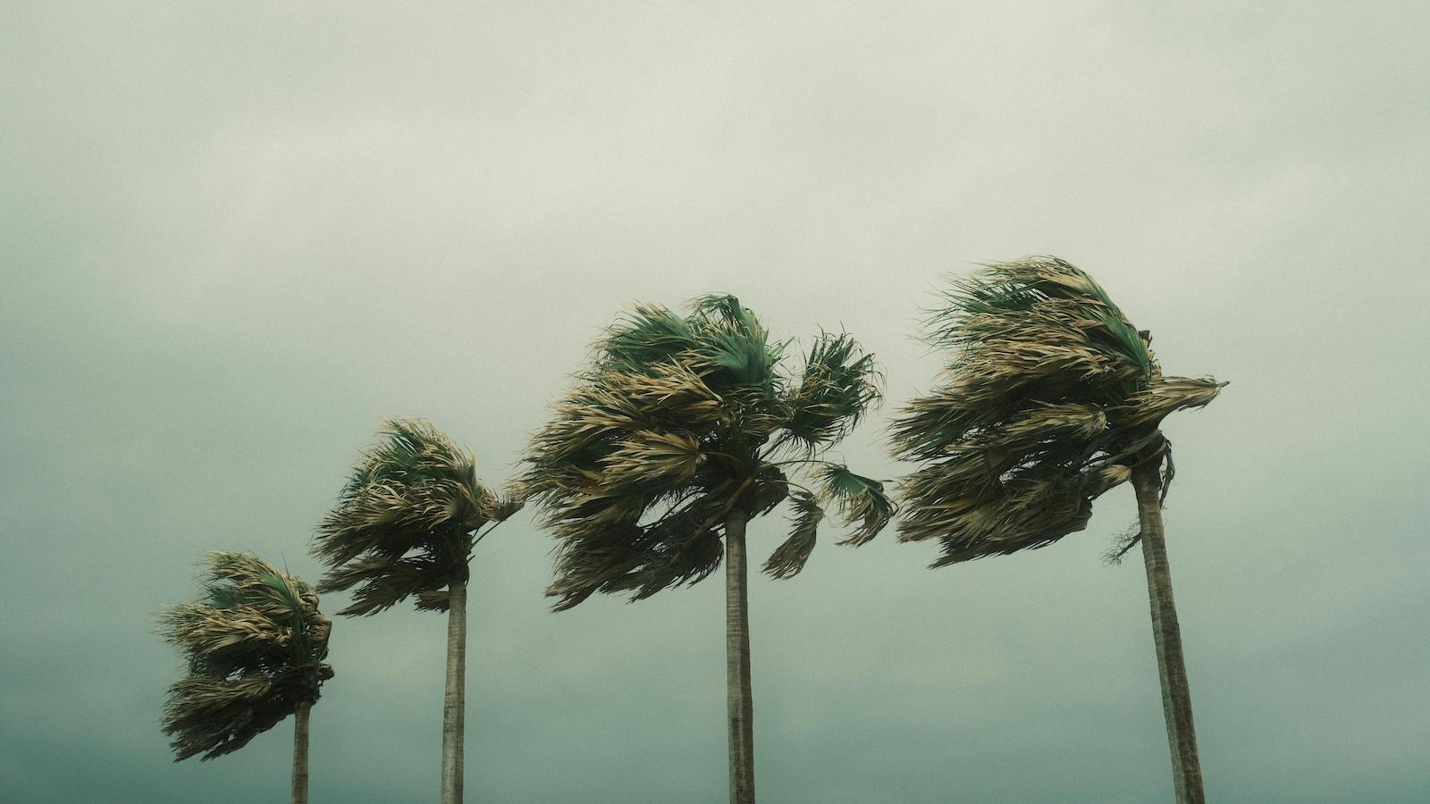 Palm Trees During a Hurricane