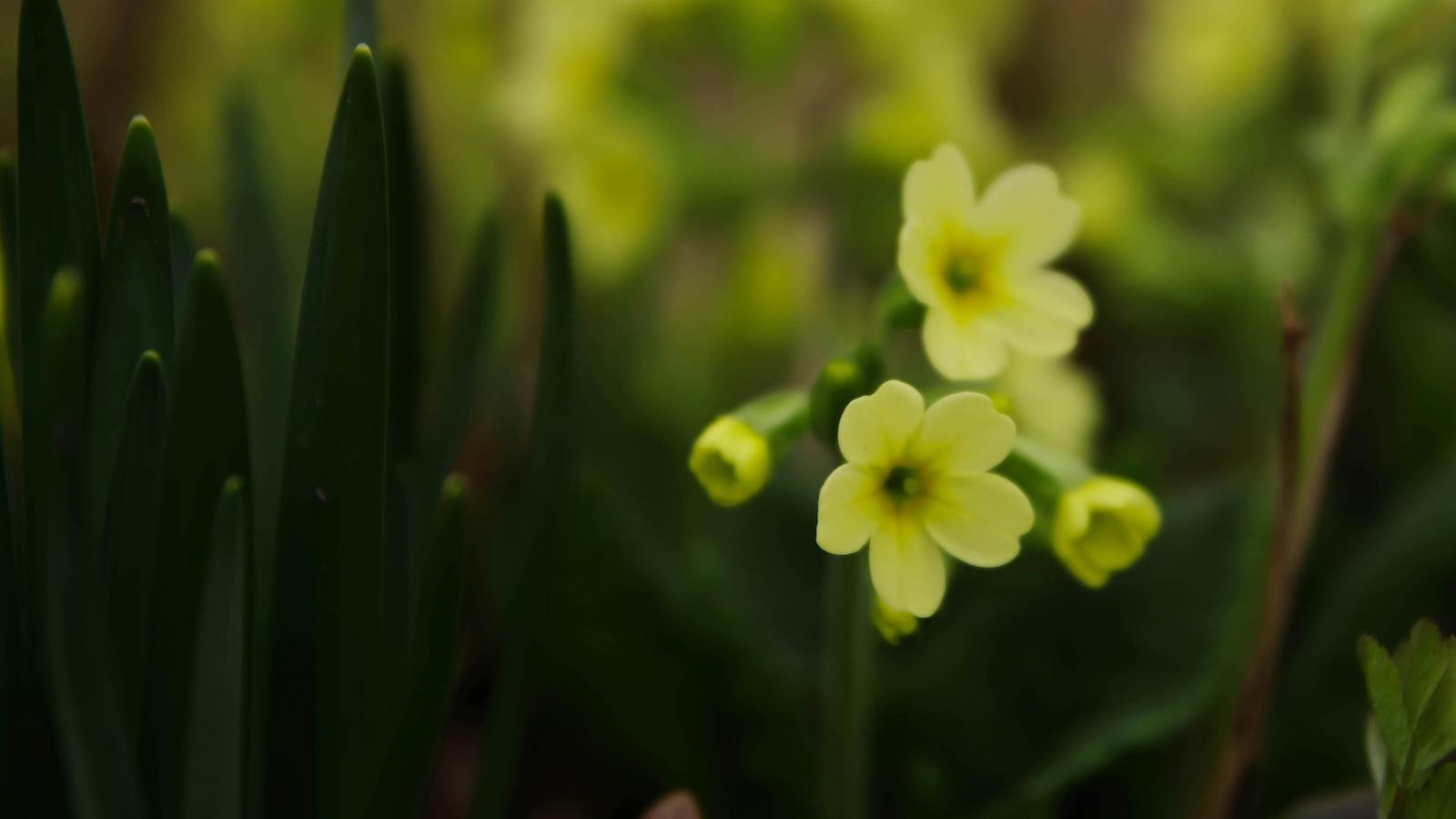 Yellow Petaled Flower in Selective Focus Photography