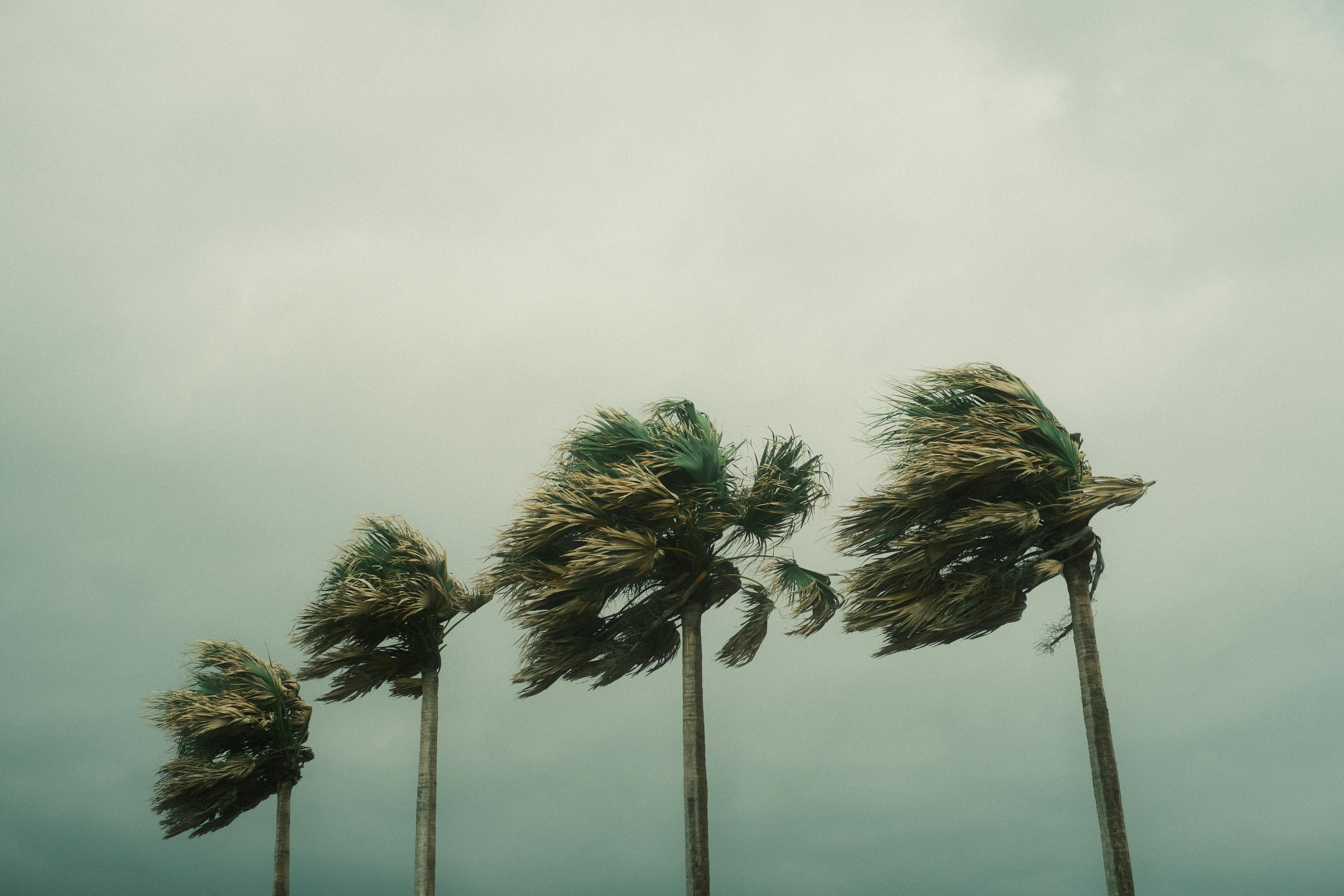 hurricane winds