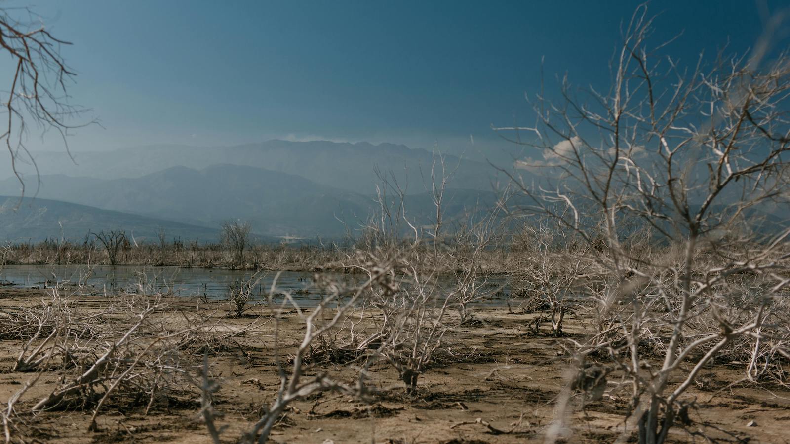 Dry plants on shore of calm reservoir