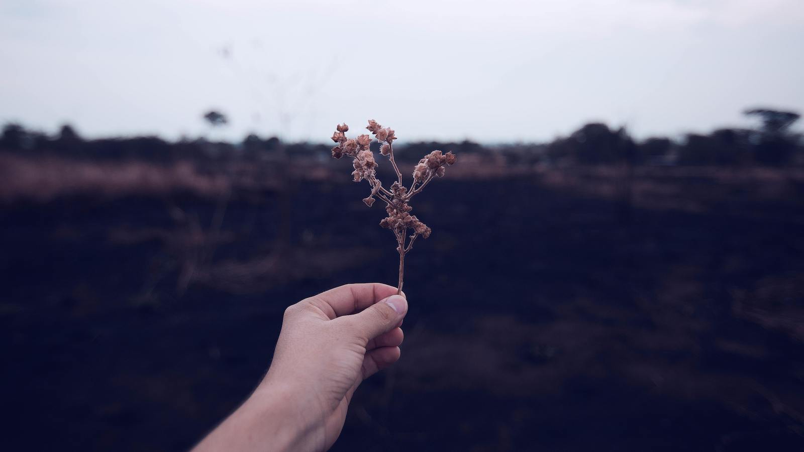 Person Holding Brown Plant Stem