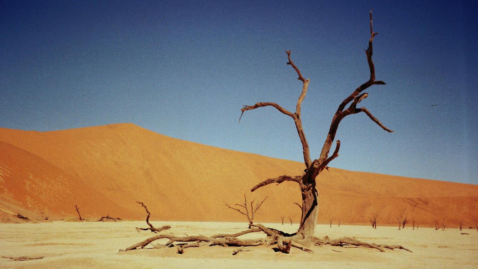 Arid Tree on Sandy Desert