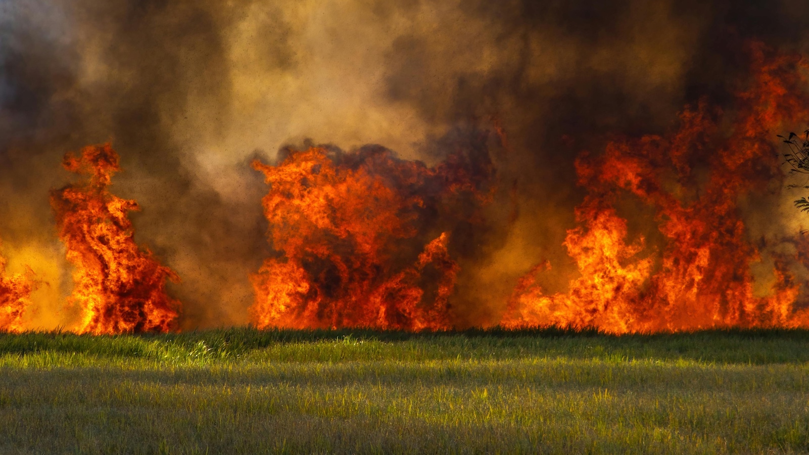 Blazing Fire on the Grass Field