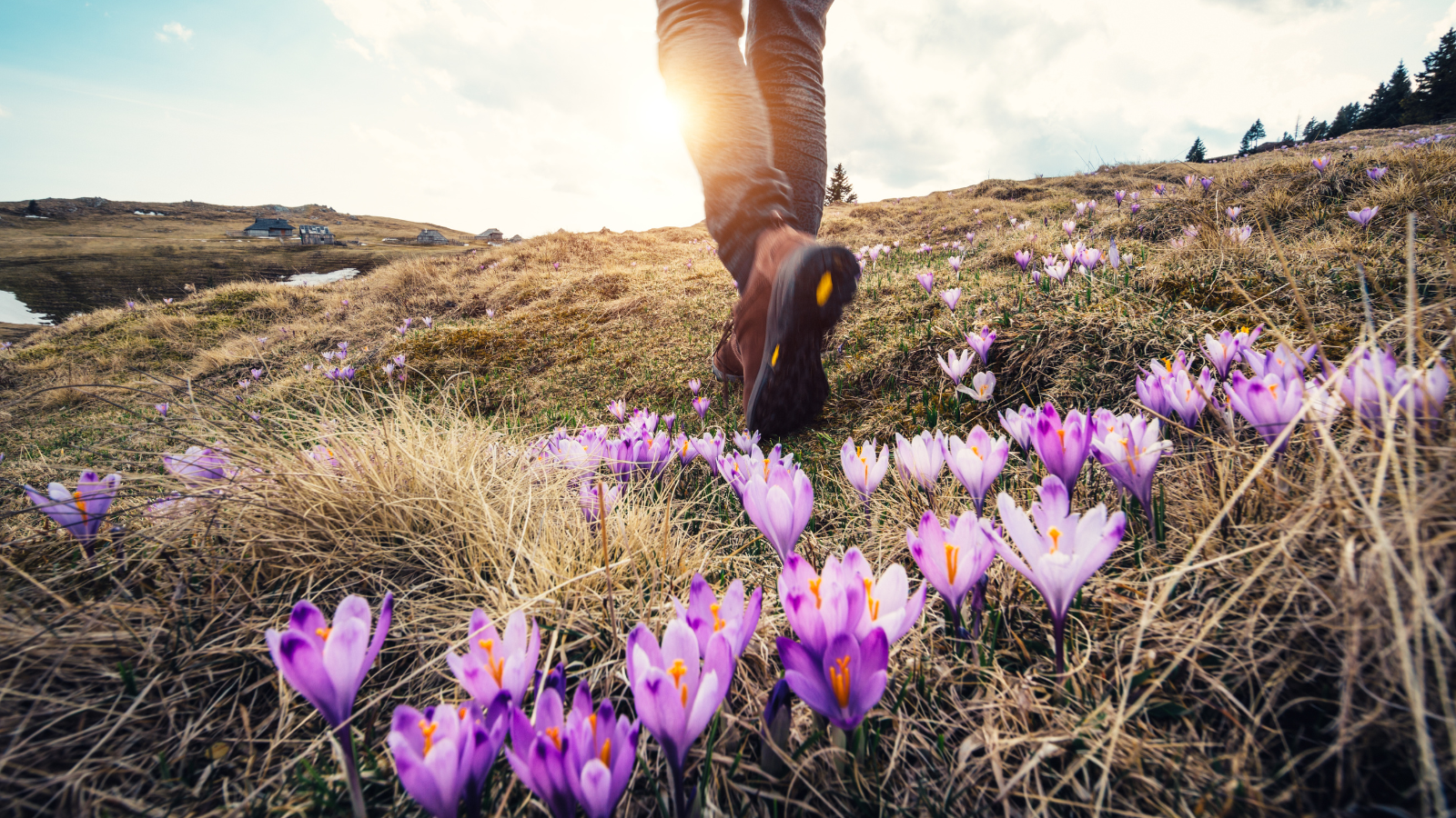 man walking in flowers