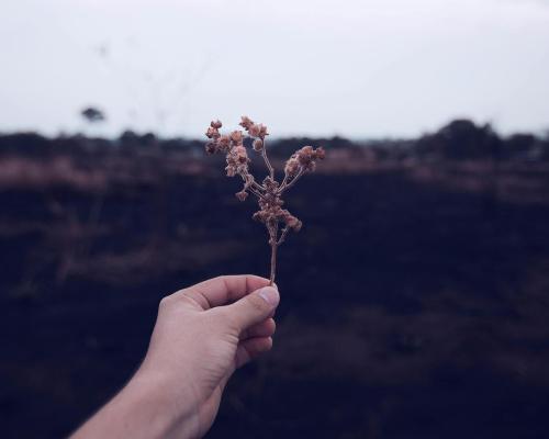 Person Holding Brown Plant Stem