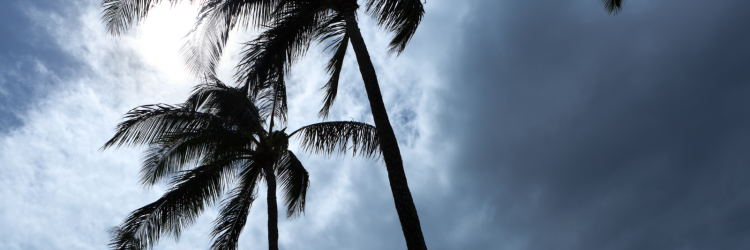 hurricane weather trees