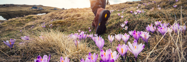 man walking in flowers